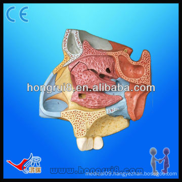 Median Sagittal Section of Nasal Cavity, nose cut anatomical model